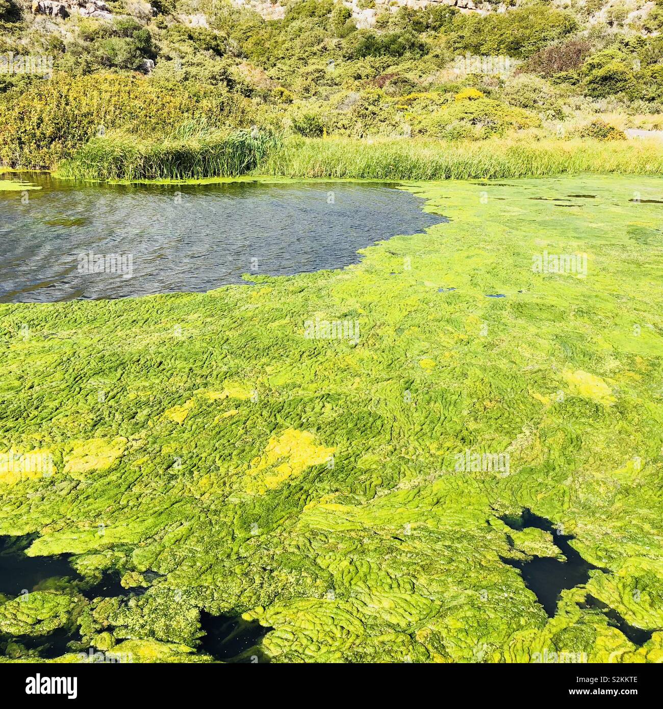 Le Alghe verdi su un flusso di acqua dolce in Algarve - Immagine stock catturata con smartphone