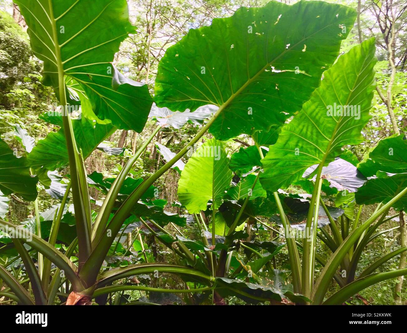 Grandi foglie tropicali, Rarotonga Isole Cook Foto Stock