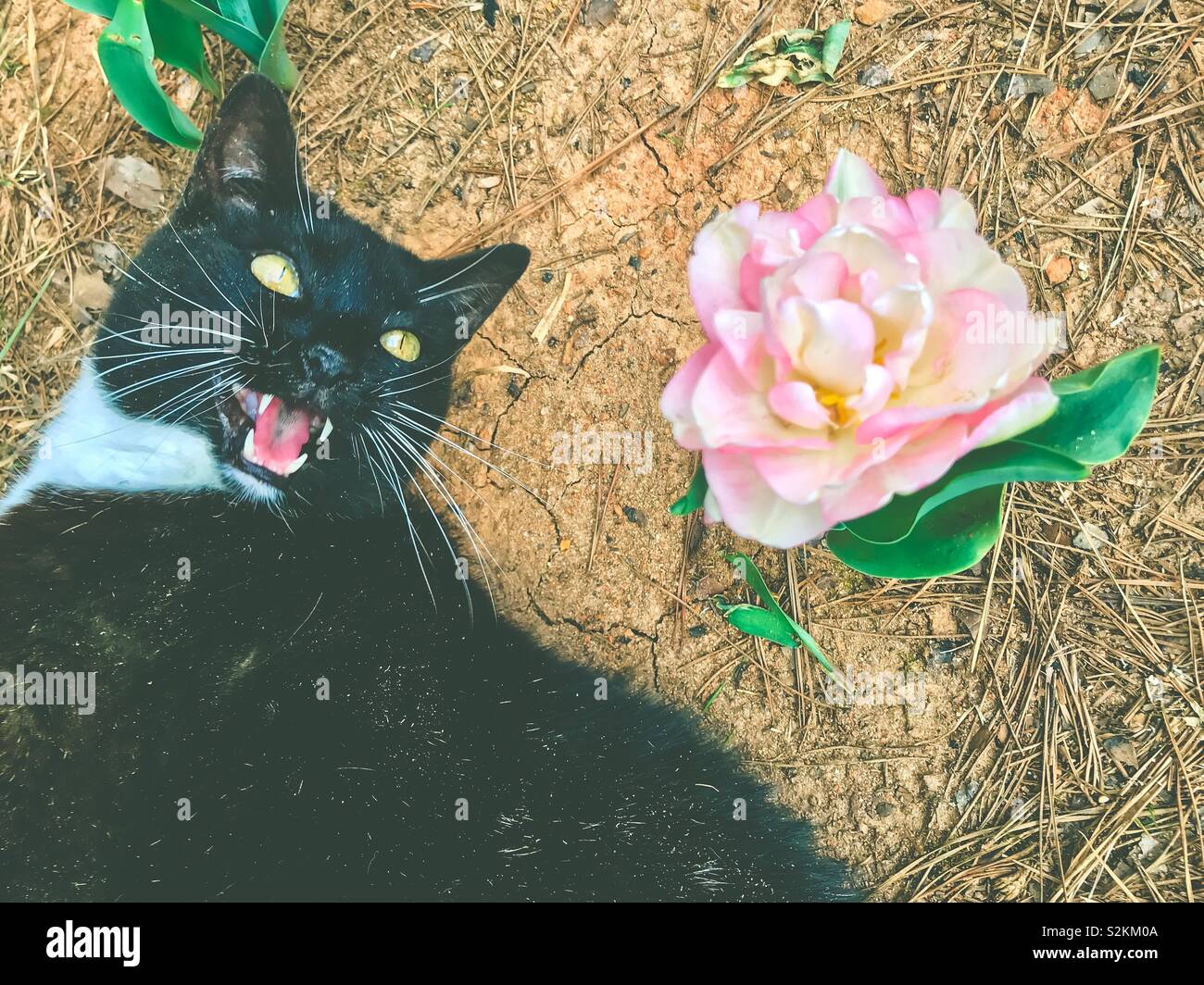 Tuxedo cat "meows" sul terreno da frilly pink tulip Foto Stock