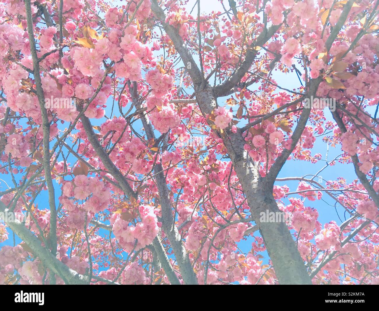 La fioritura dei ciliegi in Primavera Foto Stock