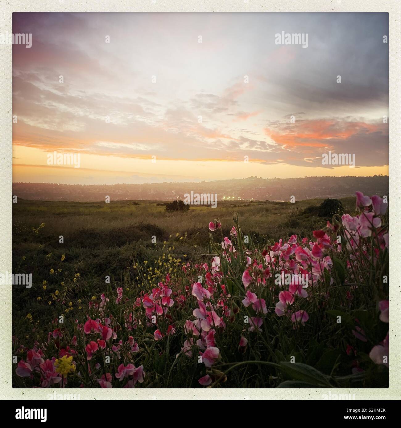 Tramonto sul rosa in fiore fiori di campo in un campo nel sud della California. Foto Stock