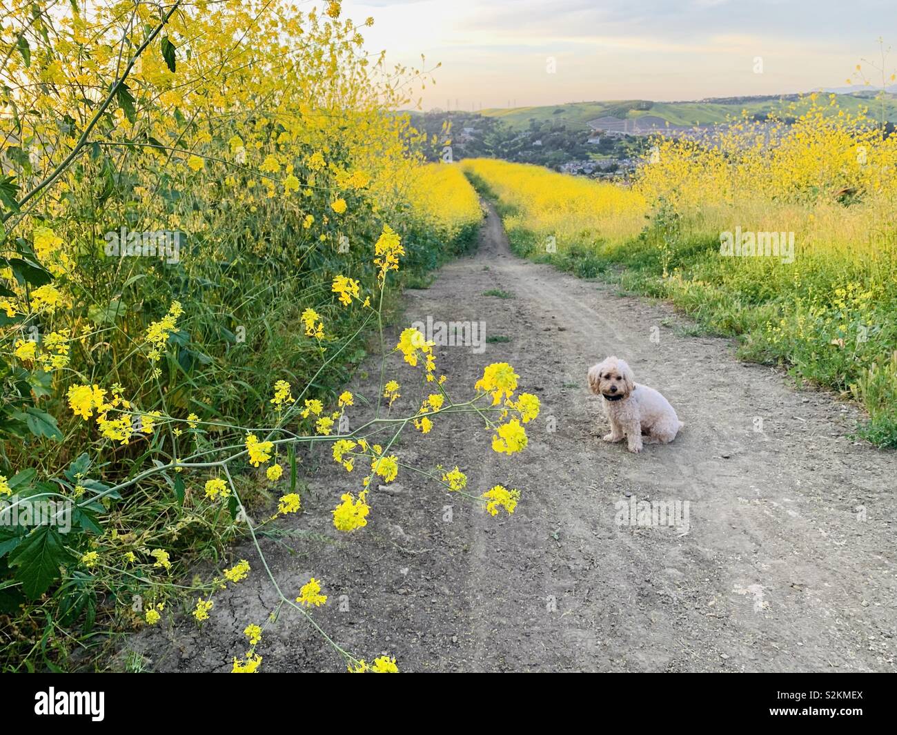 Un simpatico golden doodle cucciolo siede su un sentiero escursionistico di giallo fiori selvatici nella California Meridionale. Foto Stock
