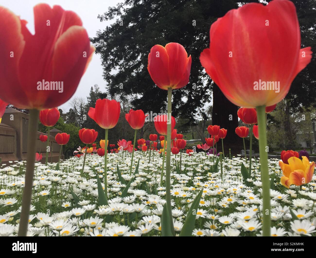 Tulipani rossi in un mare di margherite. - Immagine stock catturata con smartphone