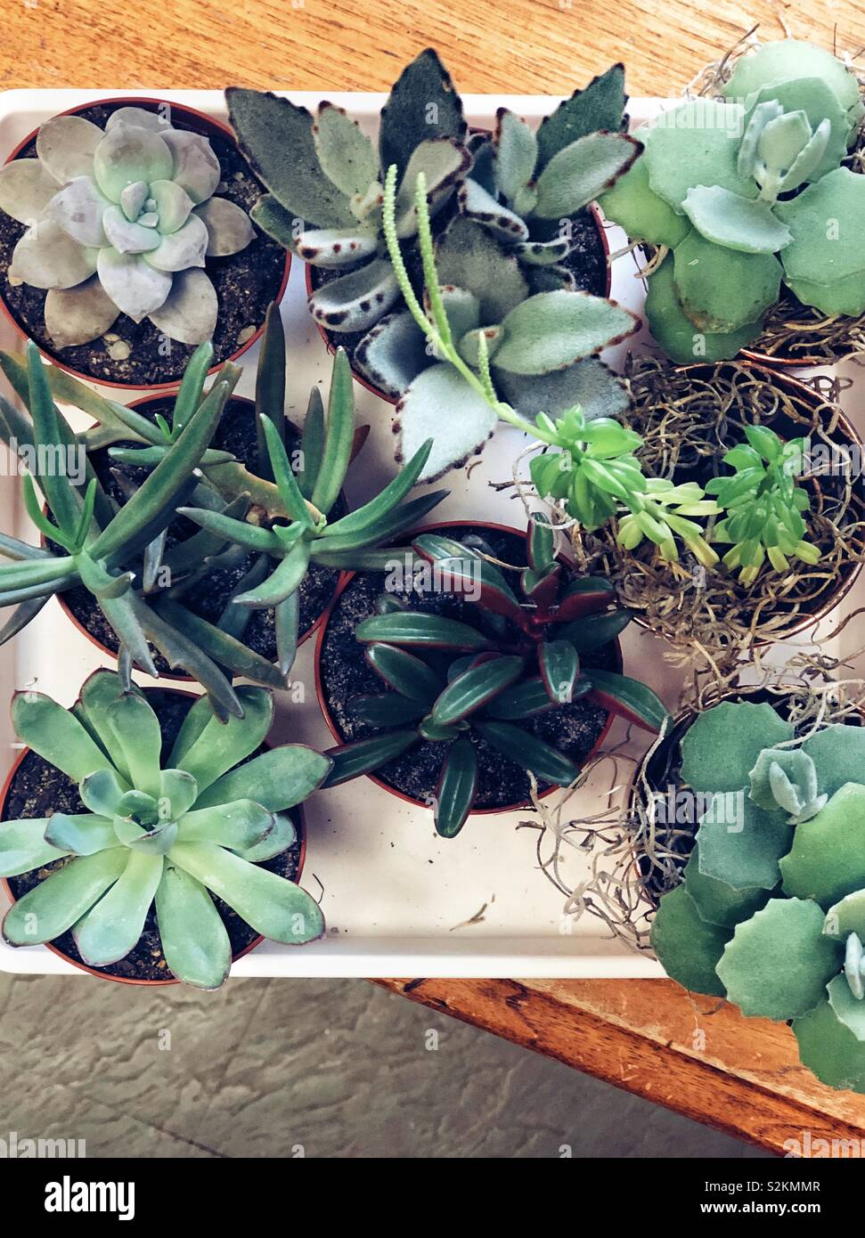 Vassoio di varie piante succulente in un tavolo di legno Foto Stock