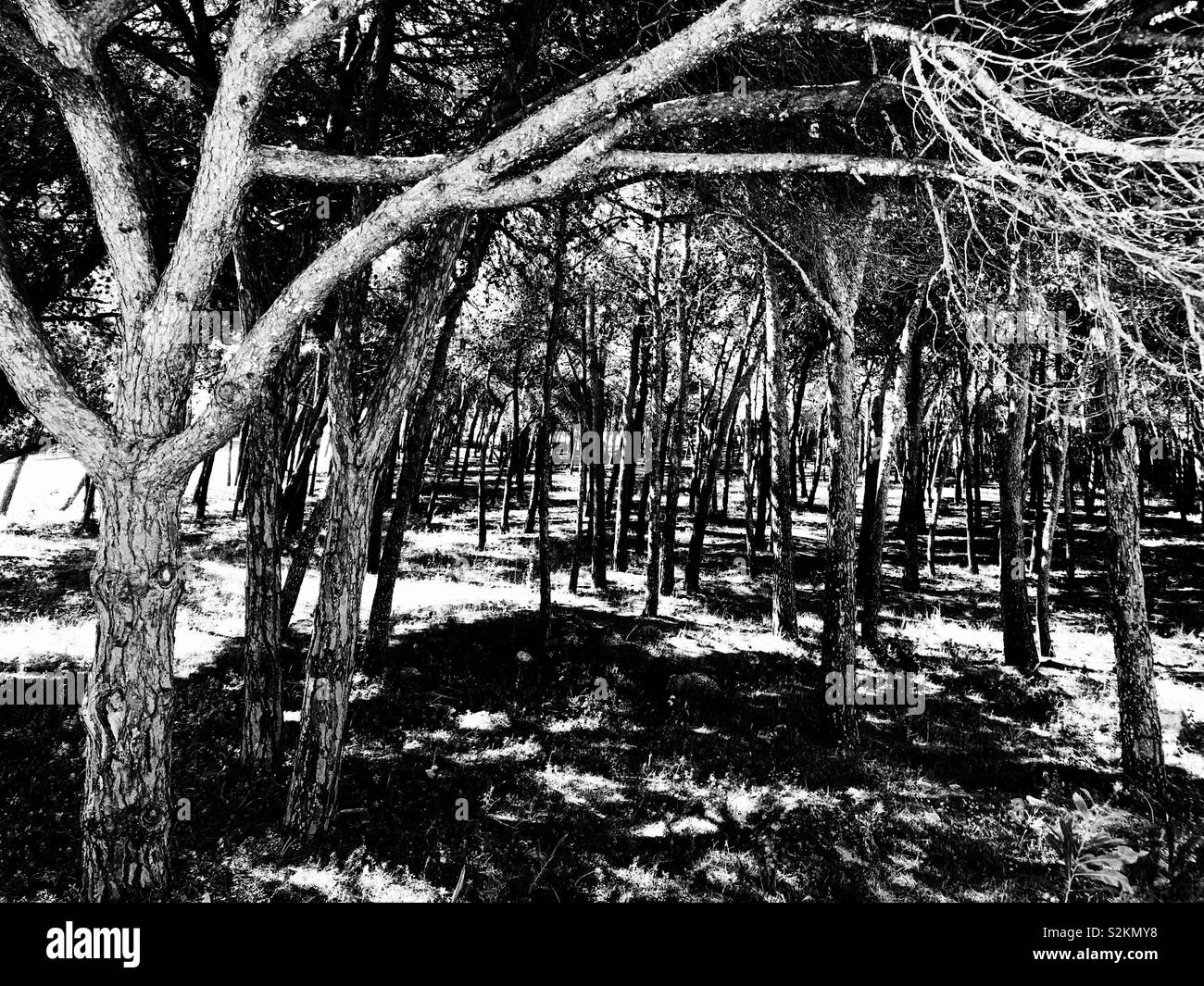 Baldacchino di alberi di pino Foto Stock