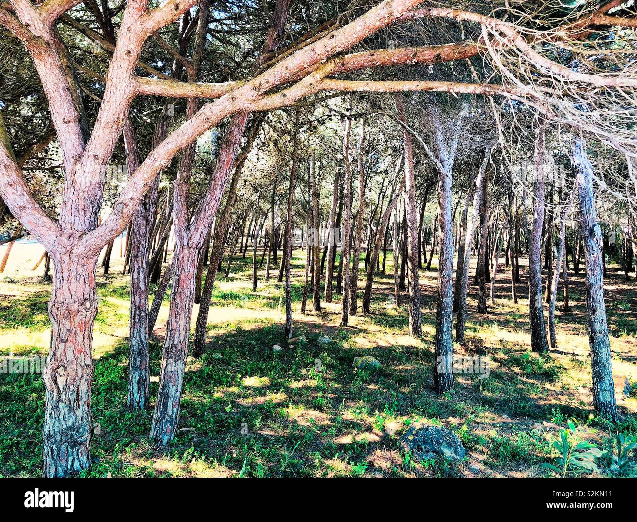 La luce del sole attraverso gli alberi di pino - Immagine stock catturata con smartphone