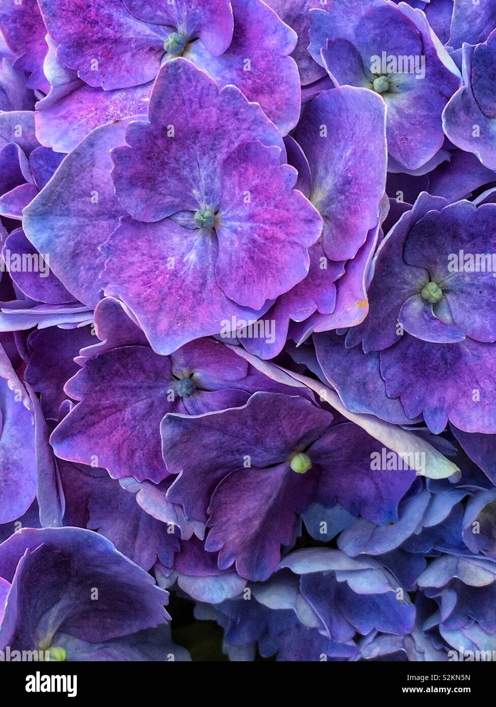 Perfetta scelta migliore lilla ortensie e Hortencia e hortensia e Hydrangea macrophylla. - Immagine stock catturata con smartphone