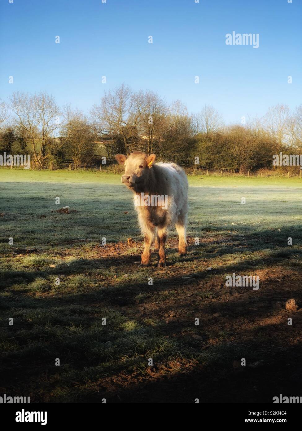 Un giovenco si trova in un campo su una mattina di primavera come primi la brina si scioglie. - Immagine stock catturata con smartphone