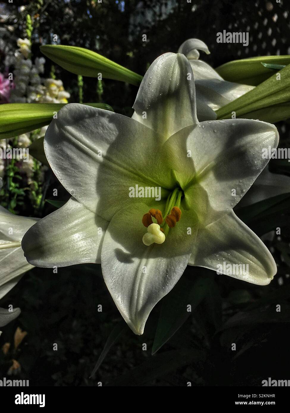 Primo piano di un giardino bianco fresco giglio di Pasqua. Foto Stock