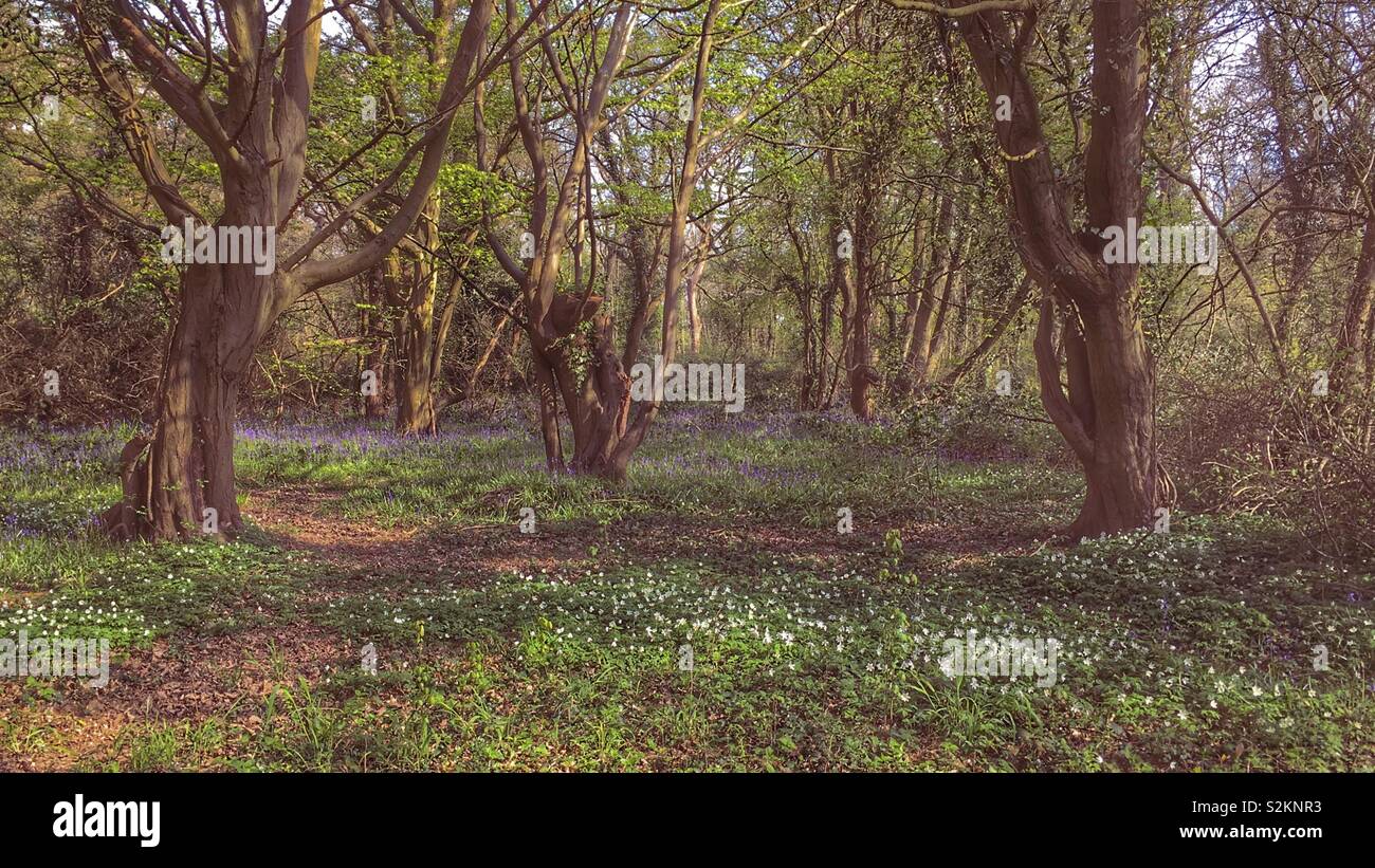 Il legno di anemoni e inizio Bluebells in una radura del bosco. - Immagine stock catturata con smartphone