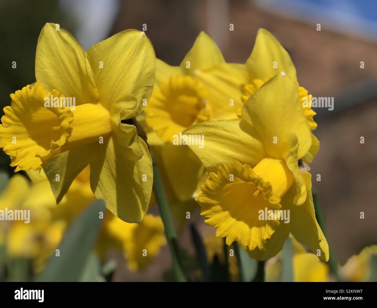 In primavera il daffodils stagionali Foto Stock