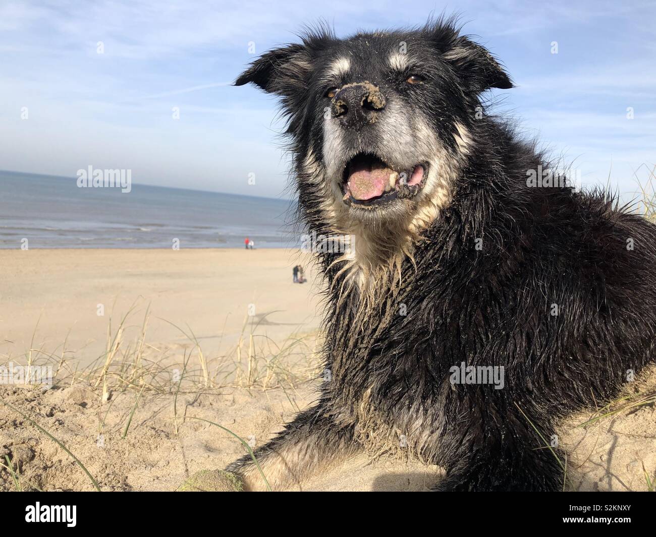 #Cane#bordercollie# katwijk#holland#mare#camminando#mare#sabbia#estate#iphoneography - Immagine stock catturata con smartphone