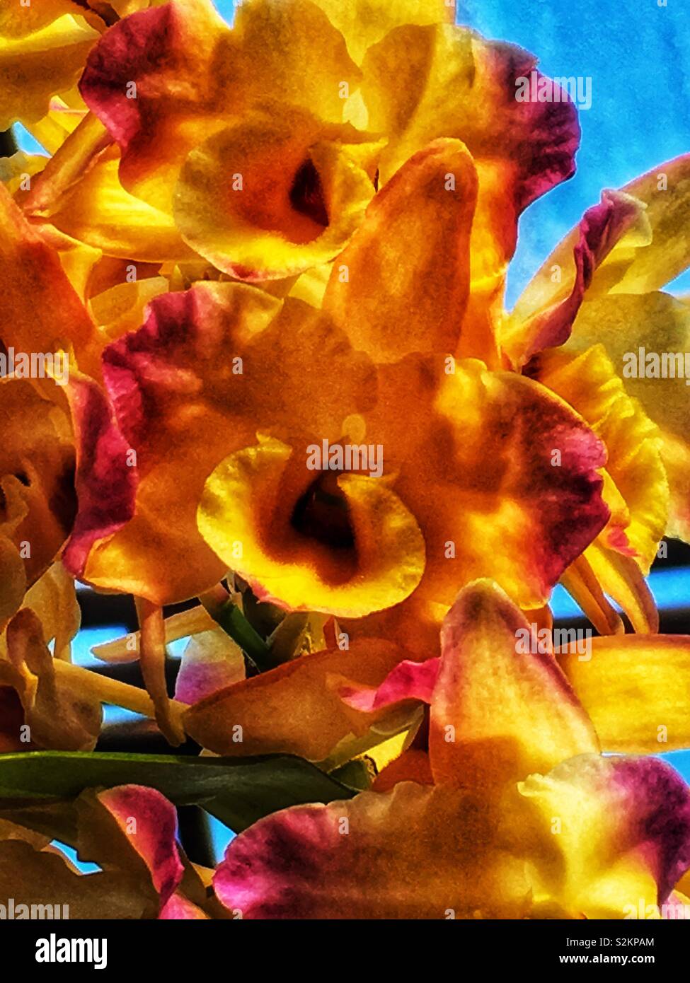 Perfect luminosa arancione e rosa orchidee in piena fioritura che cresce in giardino. Foto Stock