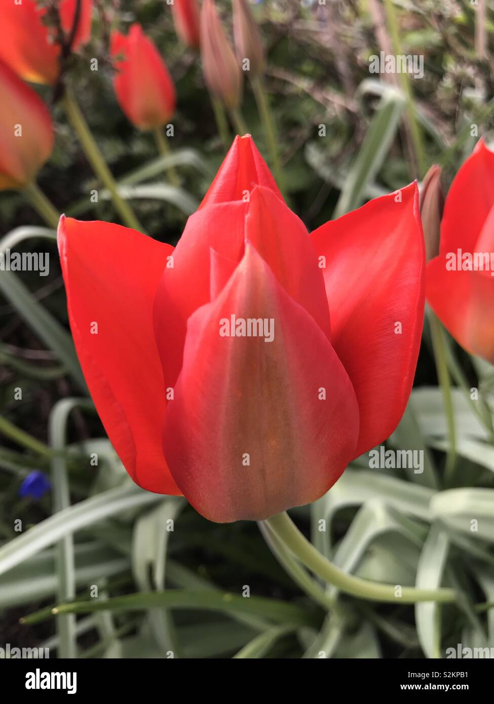Rosso vibrante tulip apertura Foto Stock