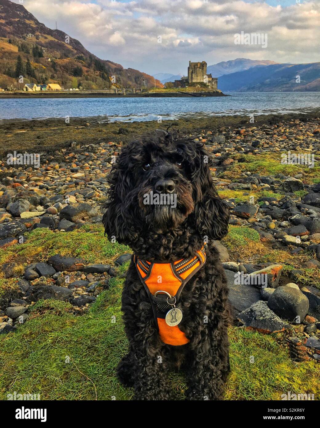 Cockapoo avventura scozzese a Eilean Donan. Foto Stock