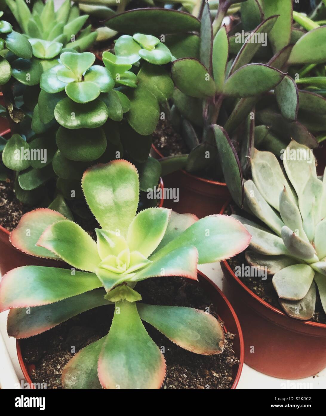 Primo piano di varie piante succulente in vasi Foto Stock