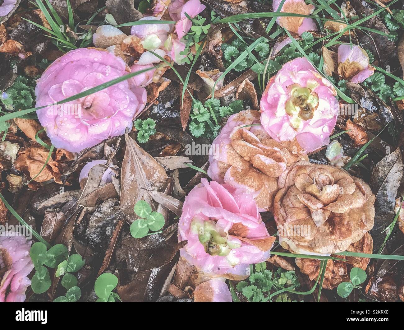 Carta fotografica opaca a vuoto di camelie rosa sul terreno Foto Stock