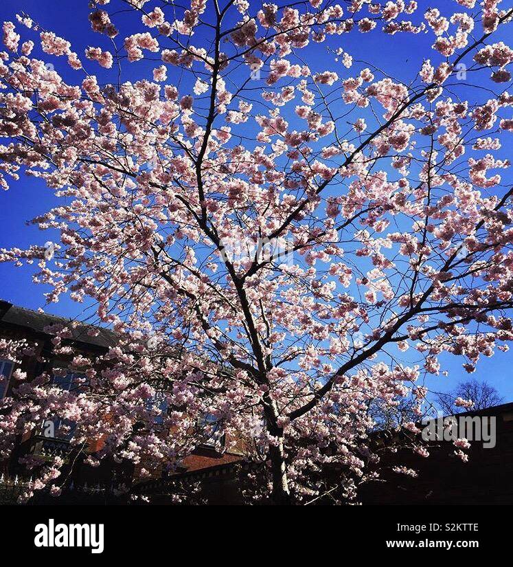 Blossom tree blue sky Foto Stock