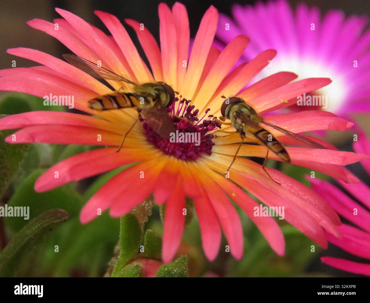 Alimentazione insetti su nectar Foto Stock