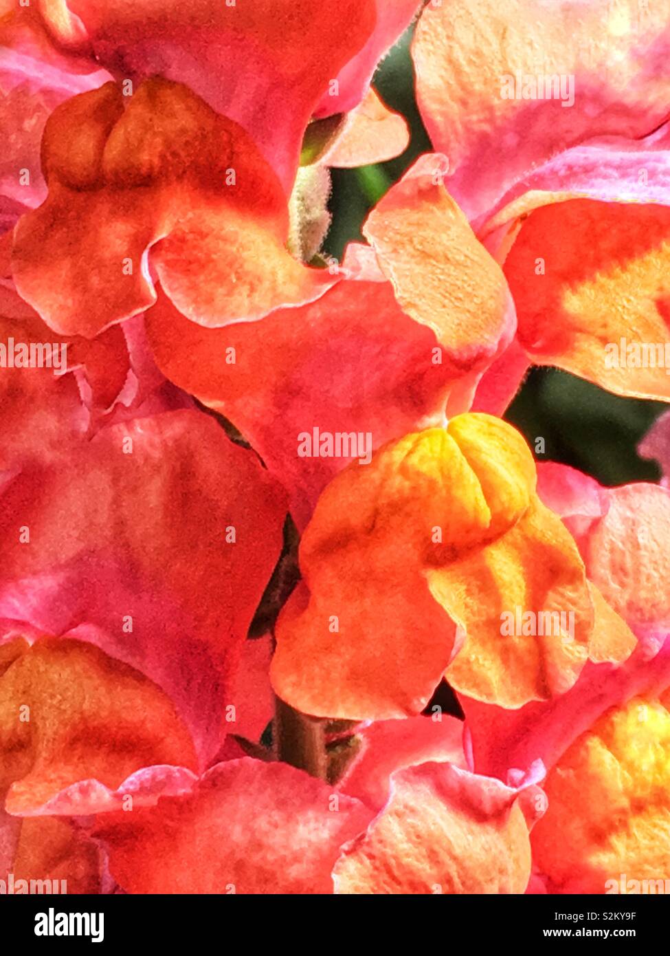 Rosa caldo e arancio bella perfetto Matthiola incana, annoso stock, night-stock profumati, sera profumata di stock, tenweeks stock. Foto Stock