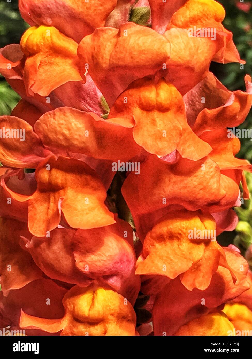 Rosa caldo e arancione scelta perfetta Matthiola incana, annoso stock, night-stock profumati, sera profumata di stock, tenweeks stock fiori. Foto Stock