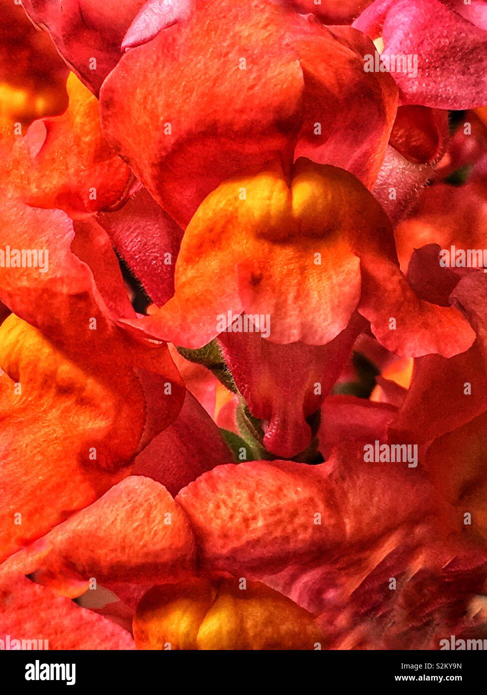 Telaio completo di rosa caldo e arancione Matthiola incana, annoso stock, night-stock profumati, sera profumata di stock, tenweeks stock fiori. Foto Stock