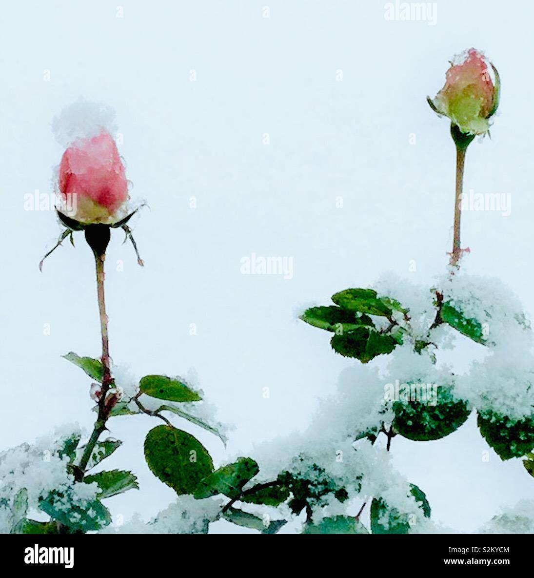 Rosebuds in inverno la neve - Immagine stock catturata con smartphone