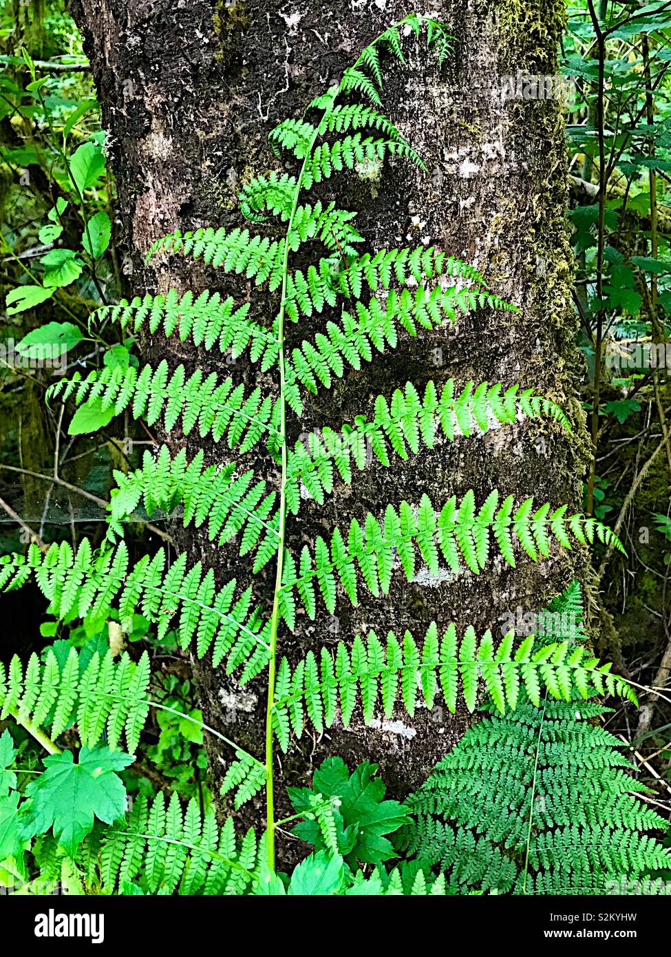 La felce di grandi dimensioni nella foresta di pioggia - Immagine stock catturata con smartphone