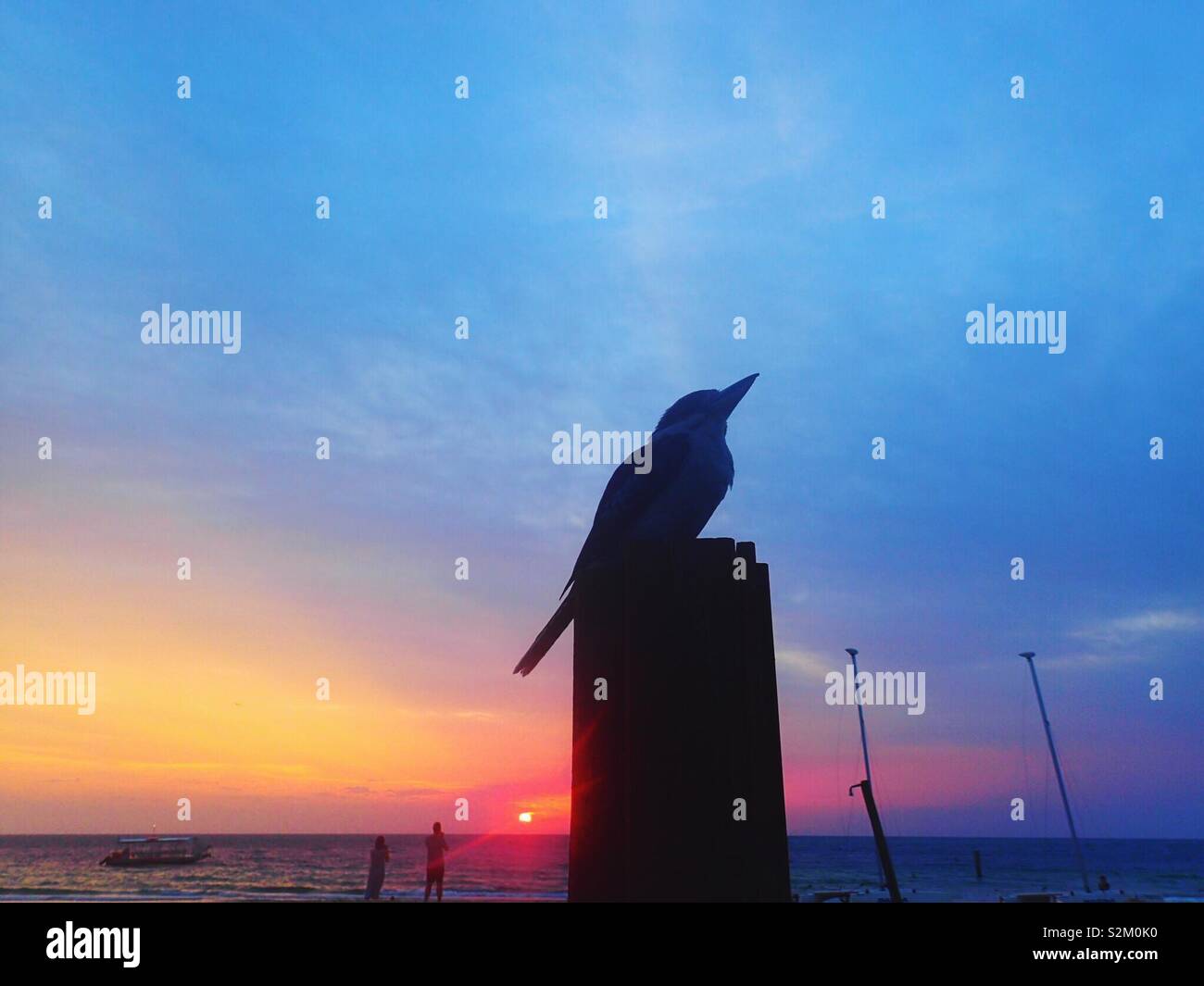 Kookaburra al tramonto Foto Stock