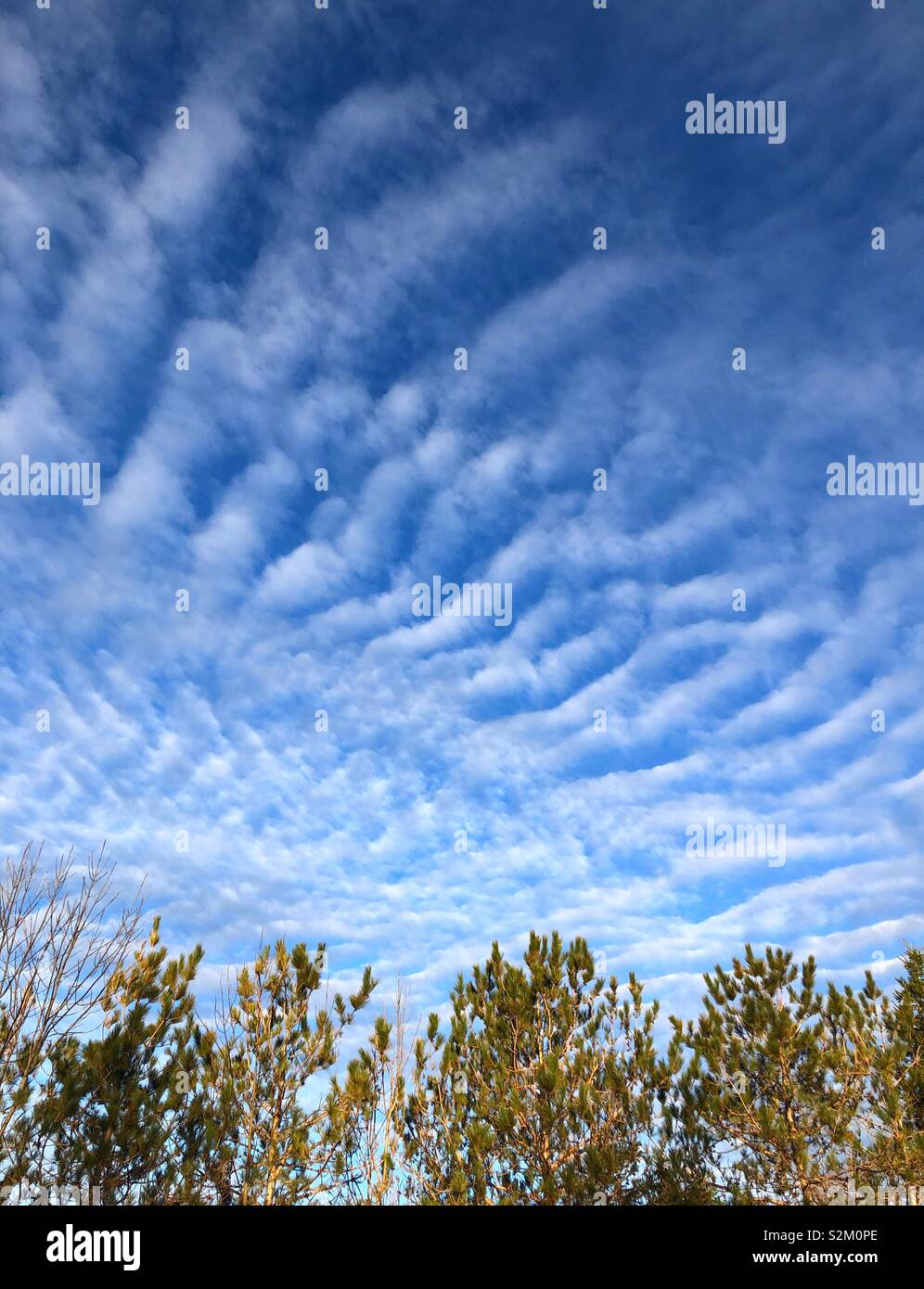 Altocumulus nubi in un cielo blu con alberi al di sotto di Foto Stock