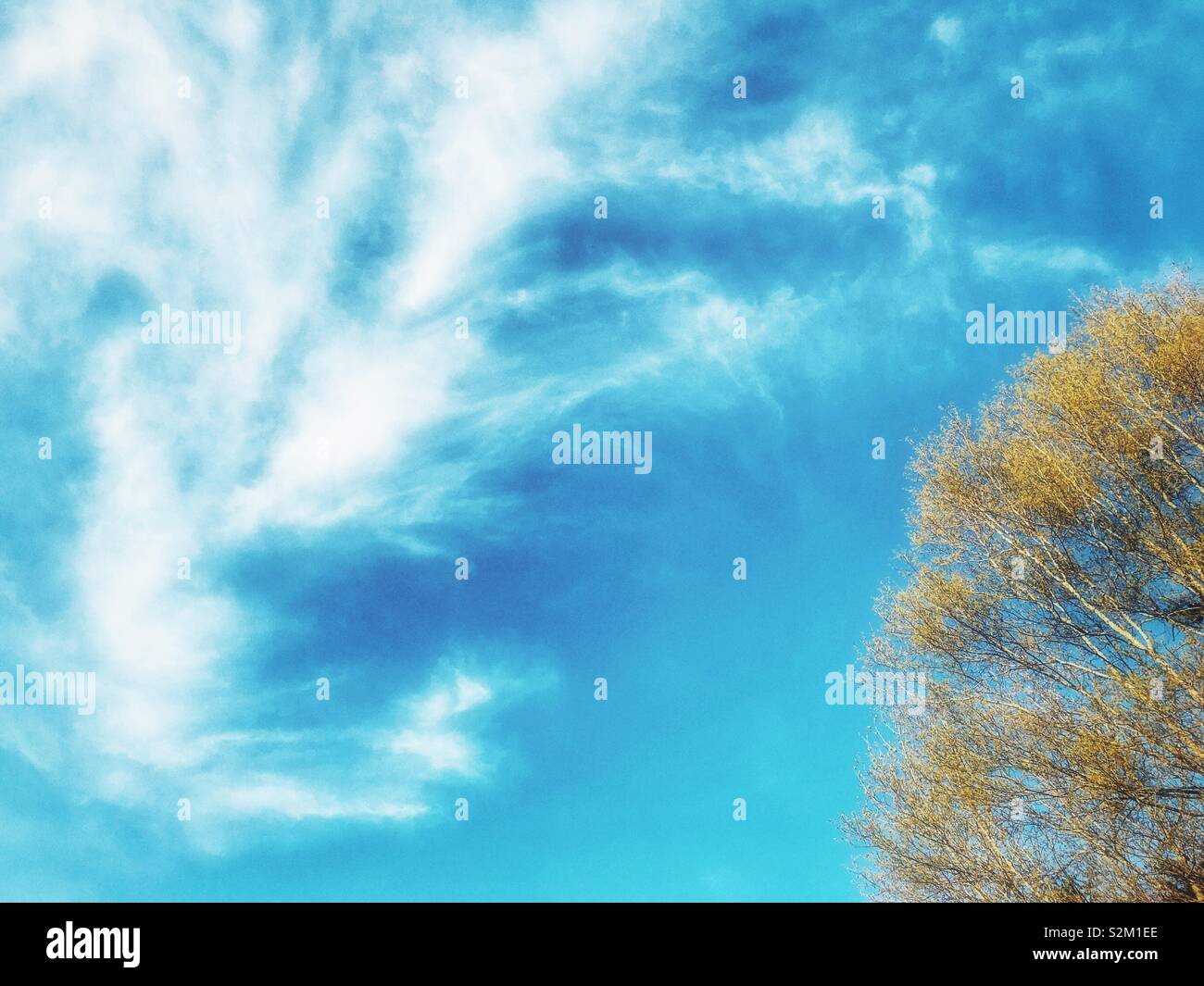 Soft cirrus nuvole nel cielo blu con recentemente lamellare, albero verde Foto Stock