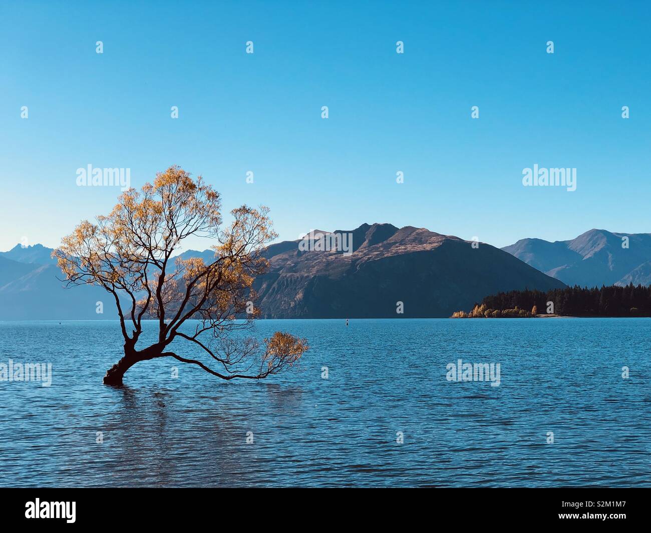 Albero in Lago - Immagine stock catturata con smartphone