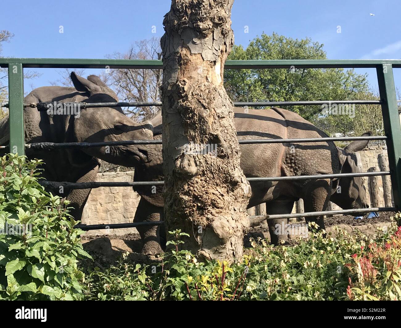 Rhino presso lo zoo di Edimburgo Foto Stock