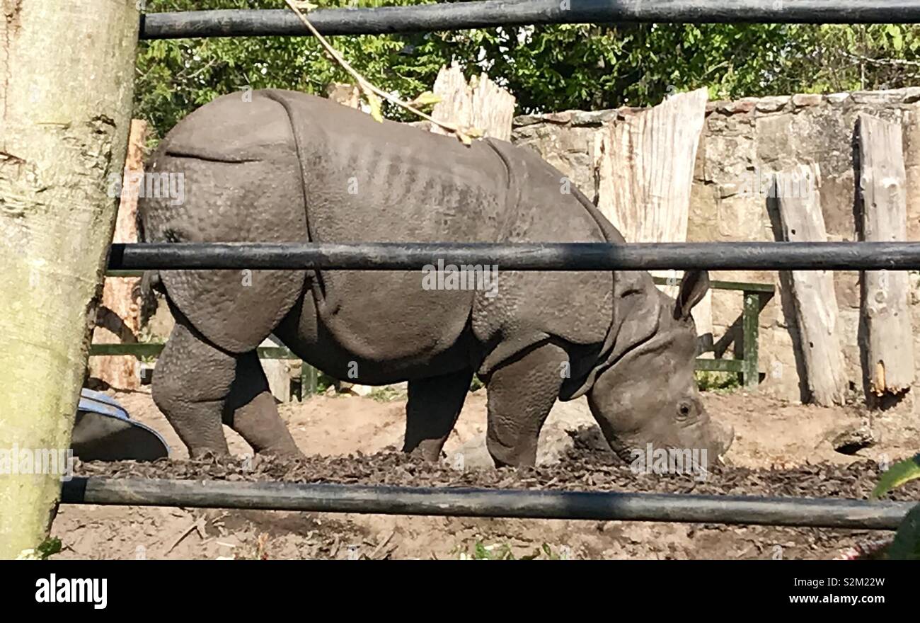 Rhino presso lo zoo di Edimburgo Foto Stock