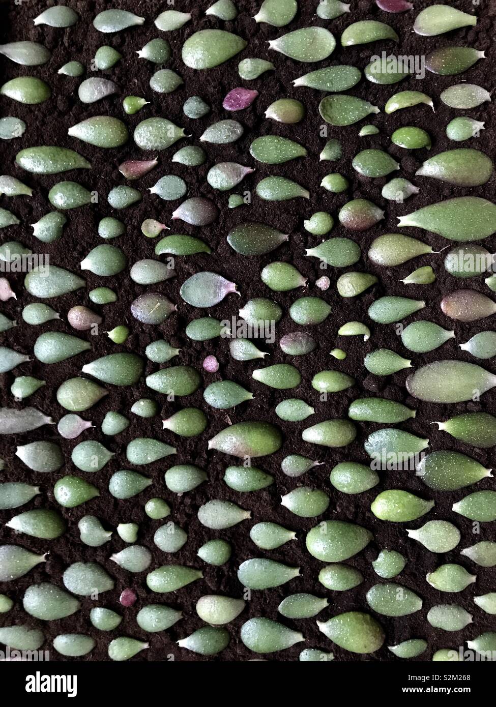 Materiali di moltiplicazione di piante di giada da foglie Foto Stock
