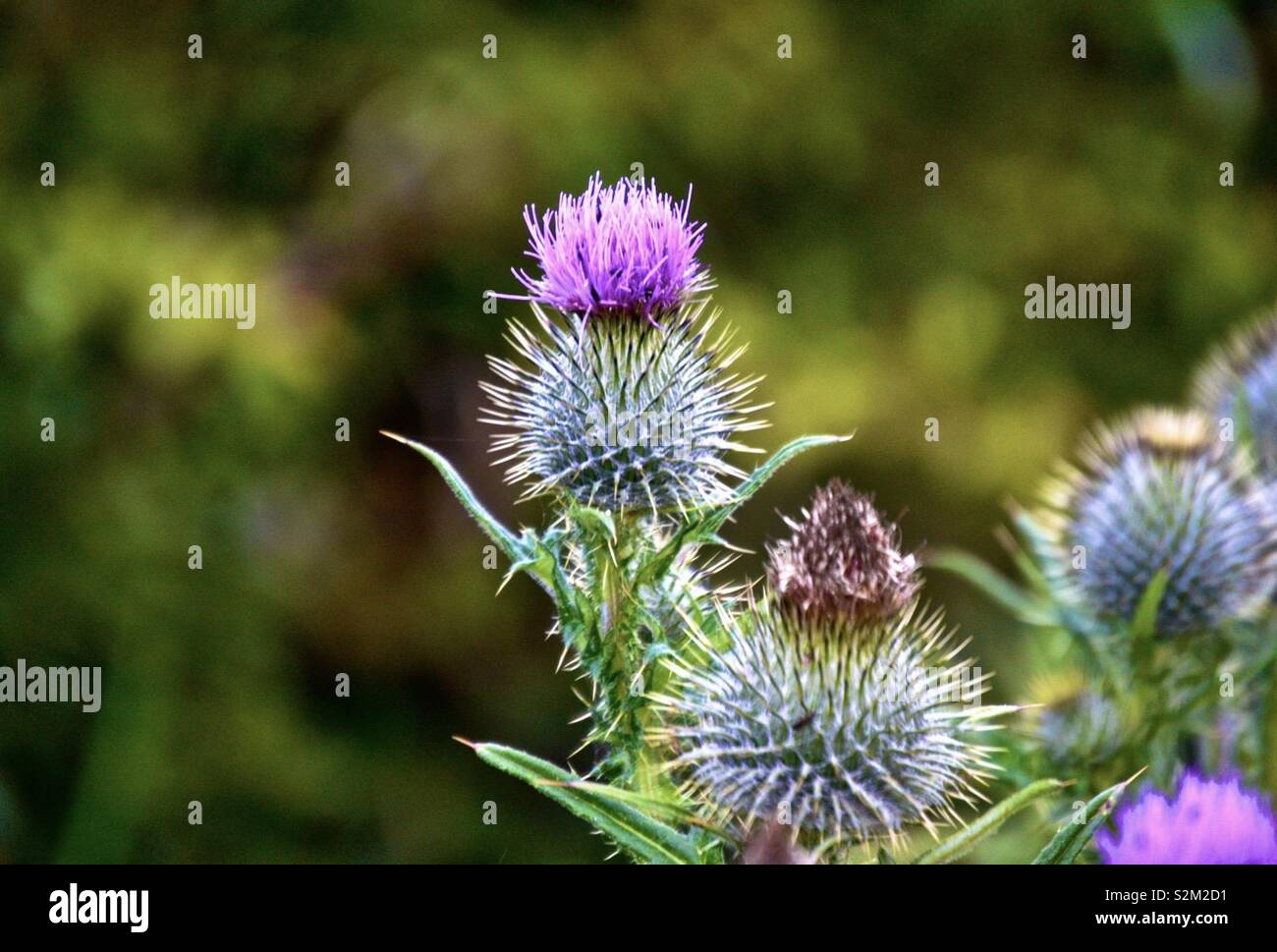 Scottish thistle Foto Stock