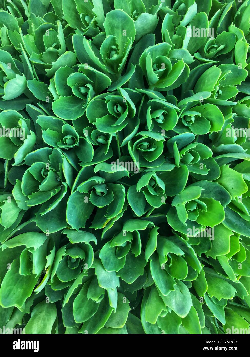 Popolare pianta di giardino sedum, neon, stonecrop live-per-mai, orpine Foto Stock