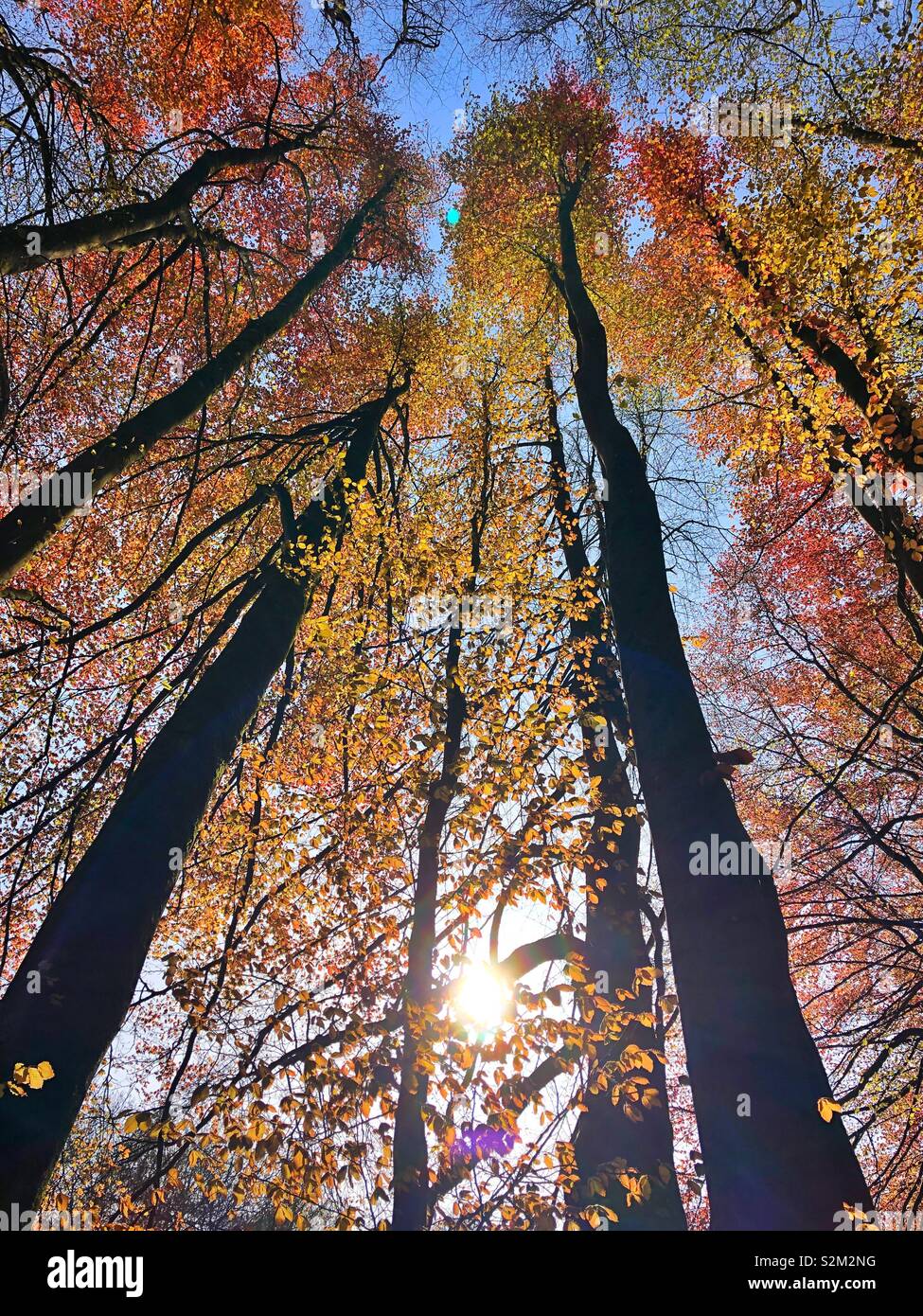 La luce del sole attraverso il bosco di latifoglie, primavera. Foto Stock