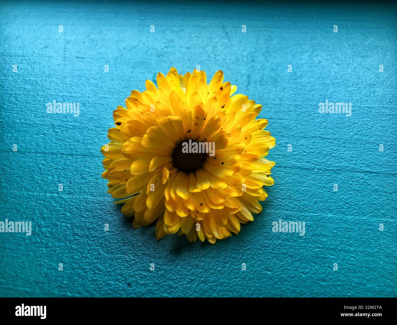 Singolo daisy giallo in piena fioritura su uno sfondo blu. - Immagine stock catturata con smartphone