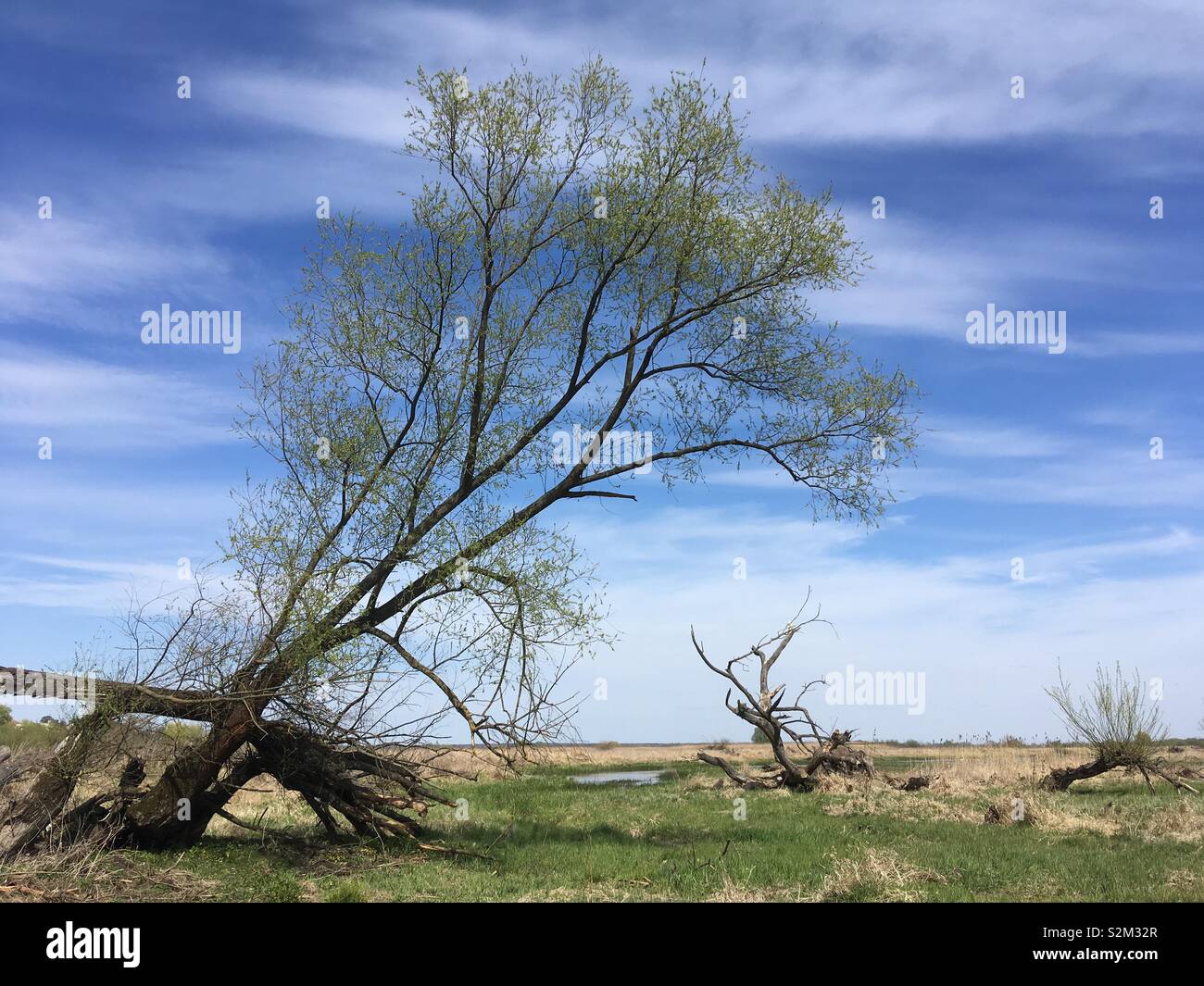 La Polonia paesaggio, prati, vecchio albero - Immagine stock catturata con smartphone