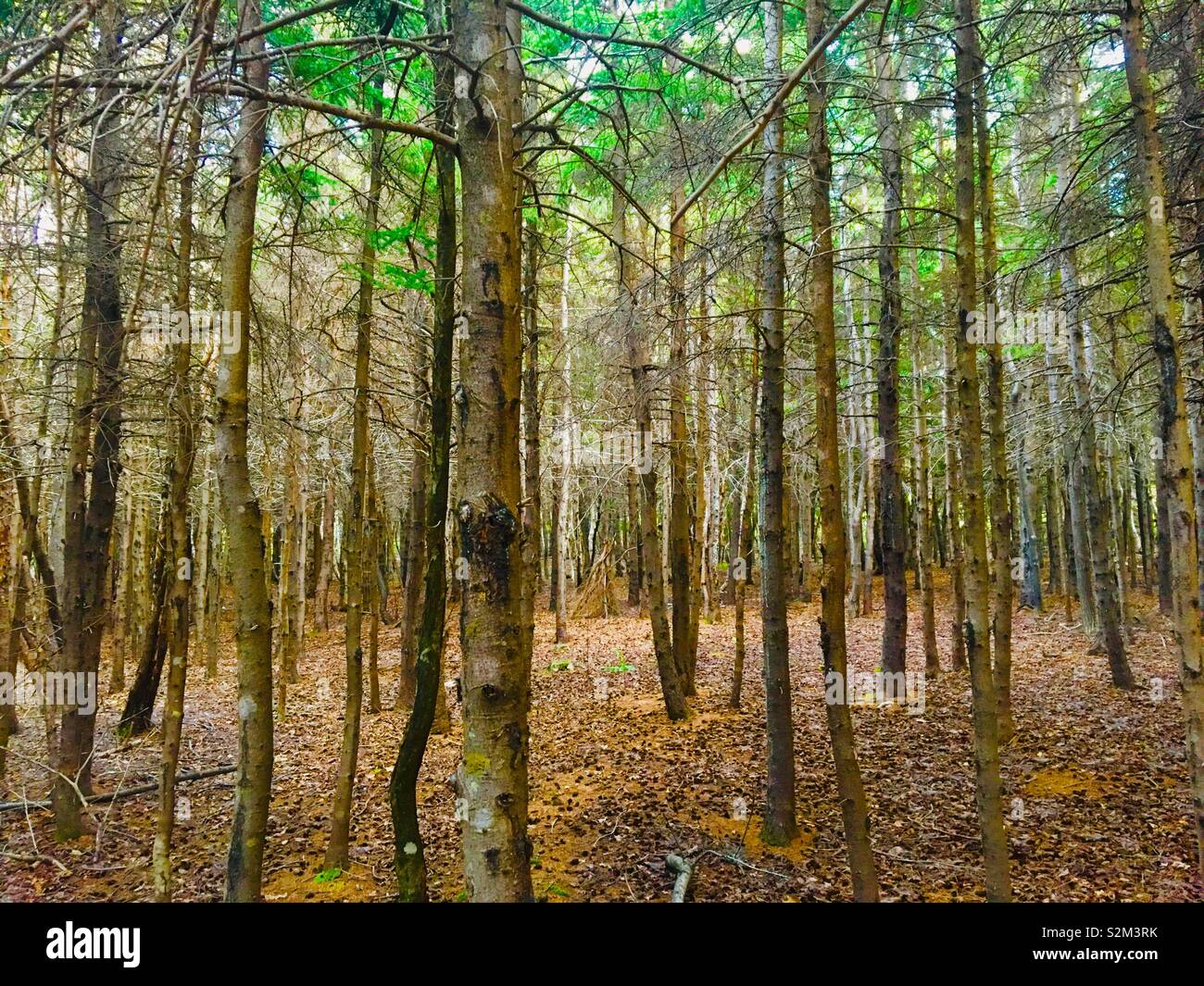 I boschi della Foresta Foto Stock
