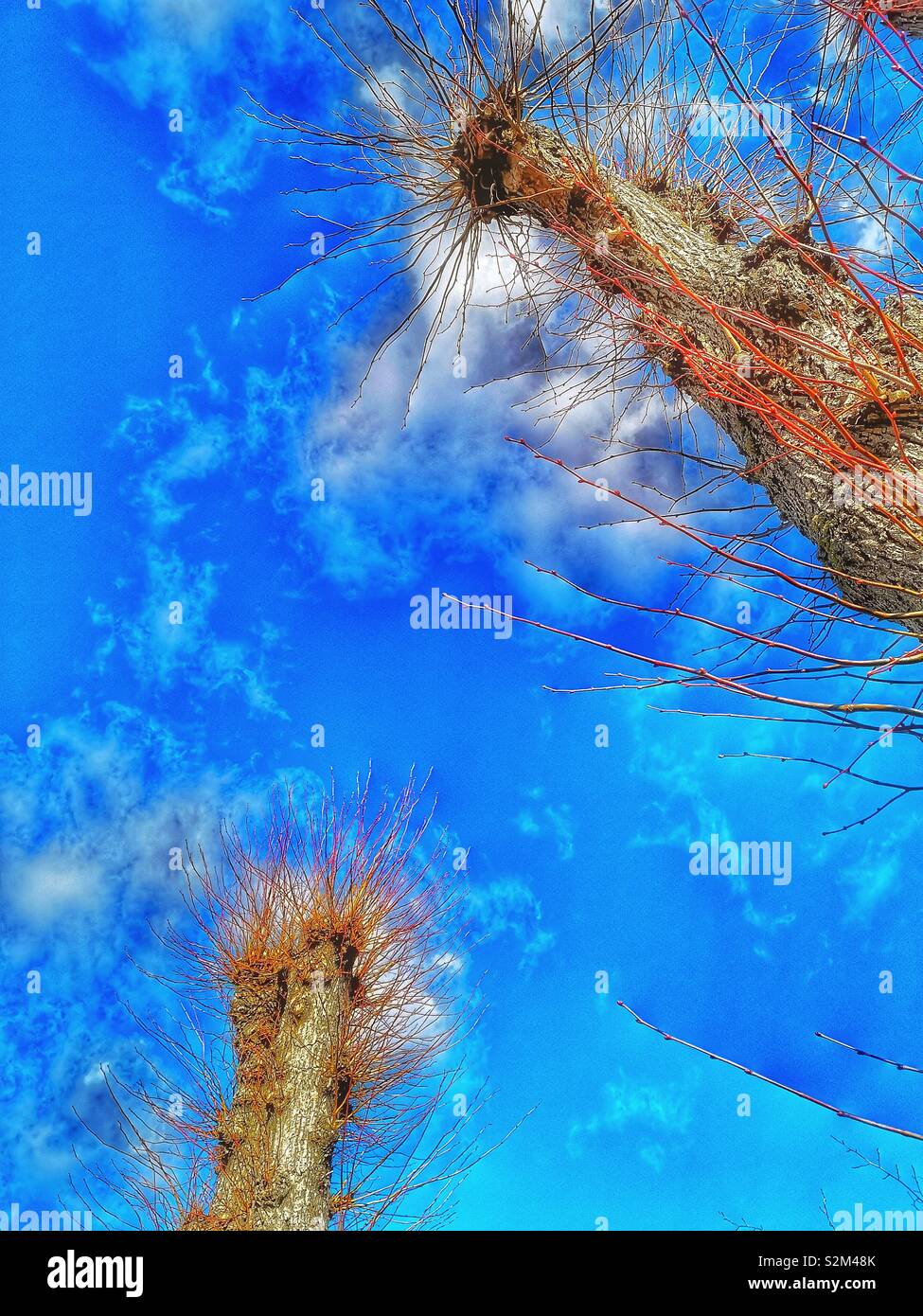 Vista di pollarded alberi contro il cielo blu, Svezia e Scandinavia. Pollarding è un sistema di potatura che comportano la rimozione della parte superiore dei rami di un albero, promuovendo una testa densa di fogliame e rami Foto Stock