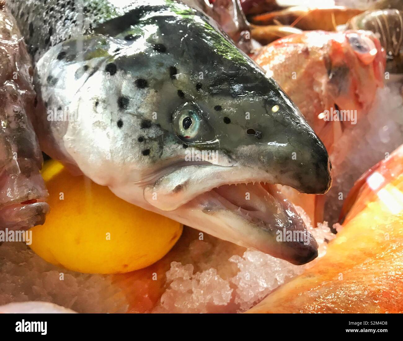 Grande pesce fresco sul display in un ristorante Foto Stock