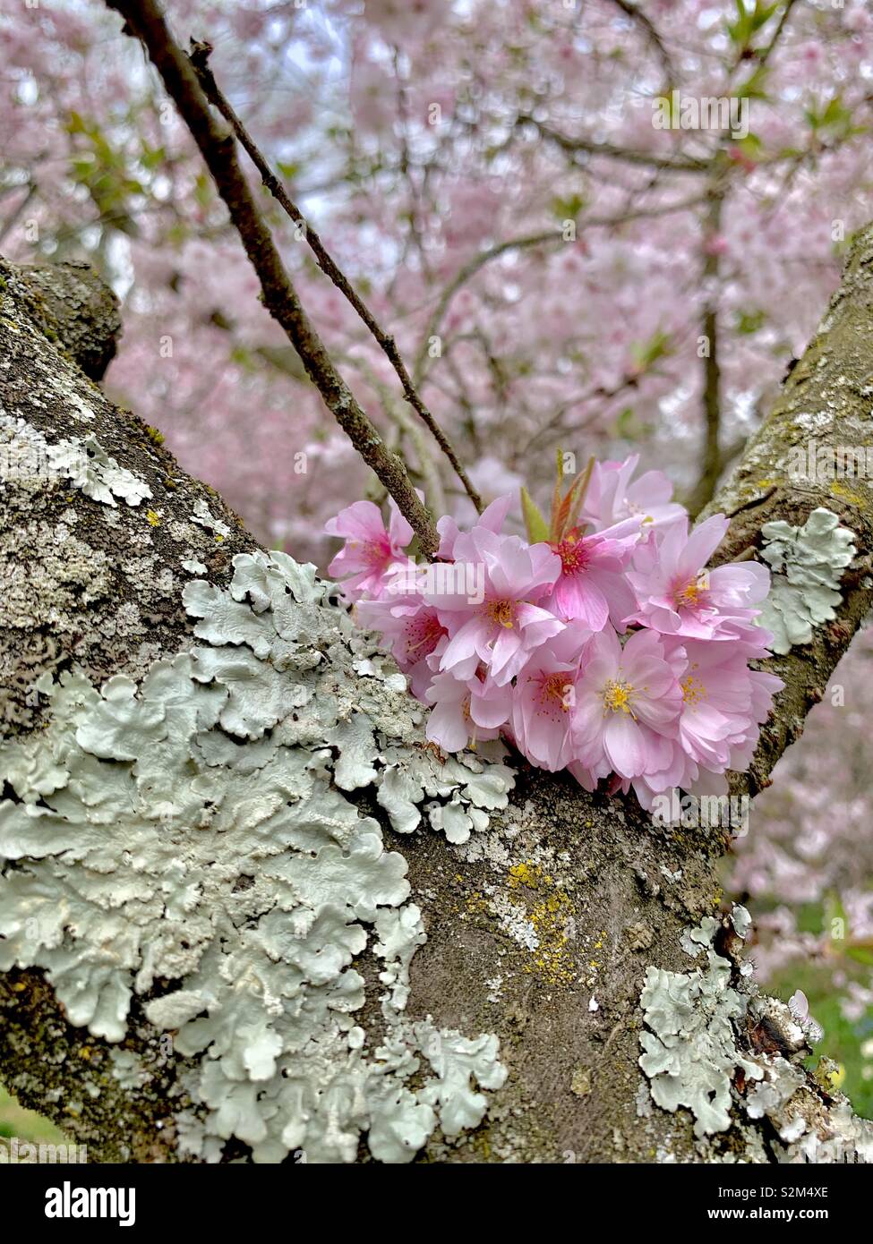 Fiori di Ciliegio e licheni ... nuovi fiori di primavera crescere al di fuori del vecchio legno di ciliegio in Pennsylvania Foto Stock