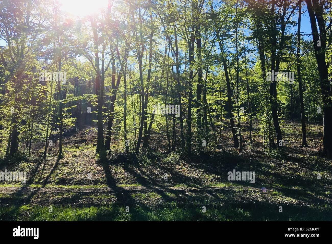 Gli alberi forestali nella primavera retroilluminati da sole che splende attraverso i rami - Immagine stock catturata con smartphone