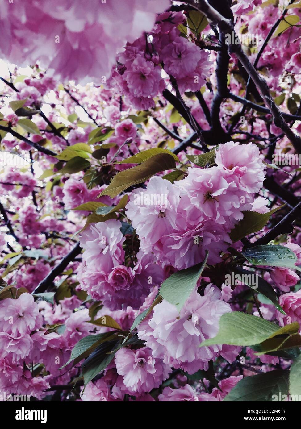 Fioritura di fiori di ciliegio albero, Brooklyn, New York, Stati Uniti d'America. Foto Stock