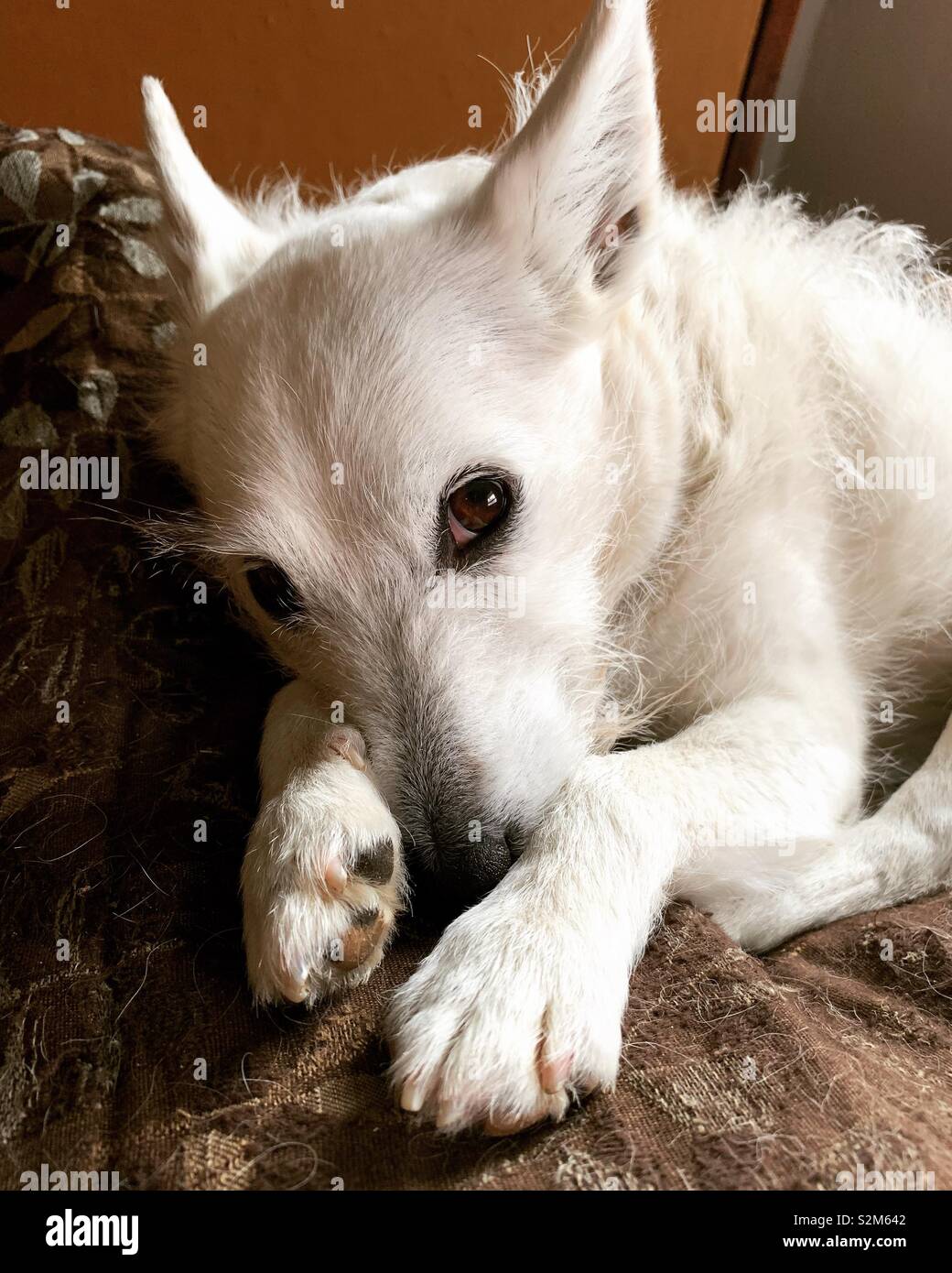 Whit Jack Russell Terrier headshot un occhio a fissare la fotocamera Foto Stock