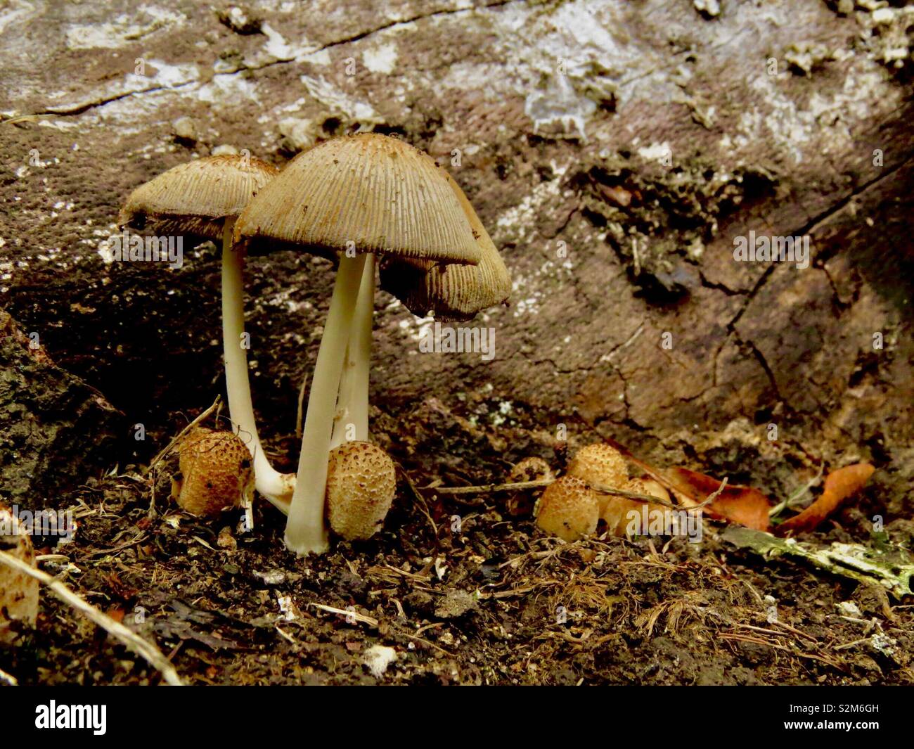 Funghi alla base di un albero Foto Stock