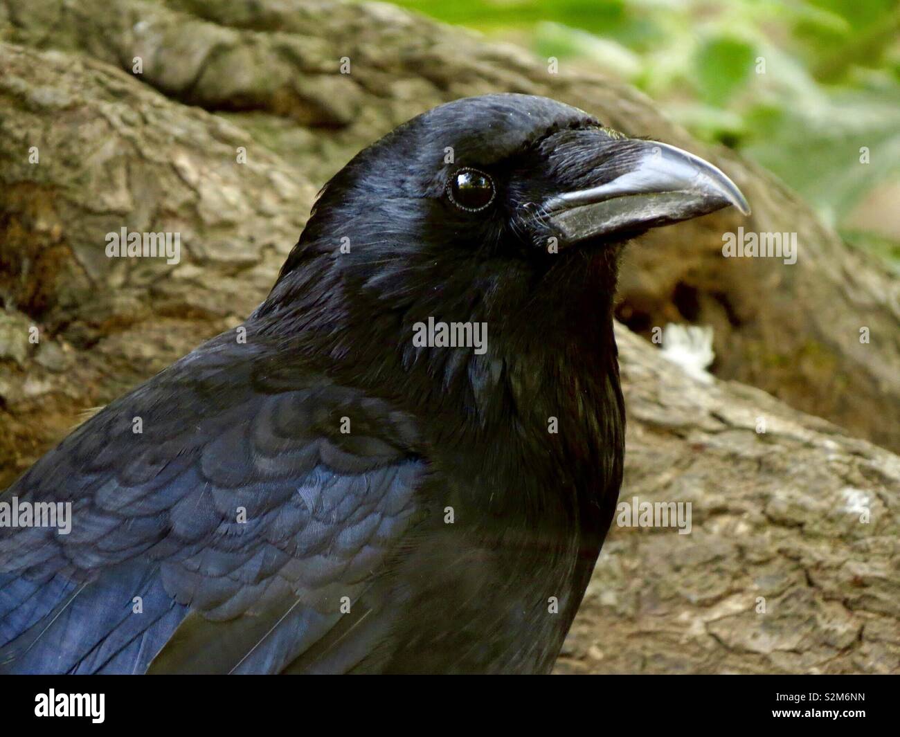 Un corvo chiamato Sheryl? Foto Stock