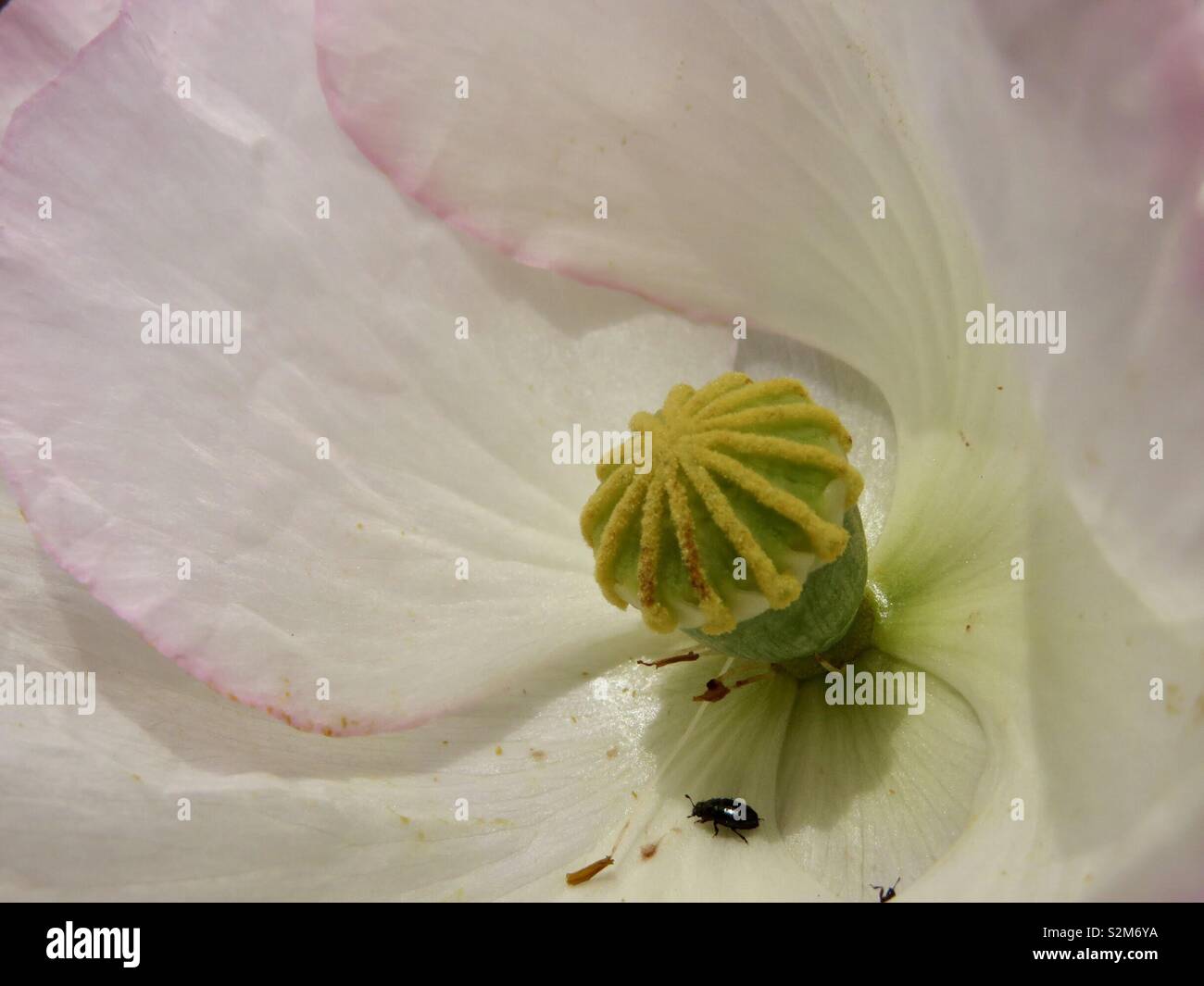 Piccolo bug o a grandi semi di papavero Foto Stock